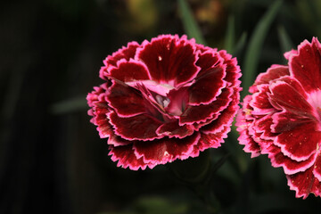 natural red carnation flower photo	