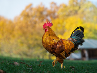 Vibrant Rooster Crowing at Dawn on a Farm Symbolizing the Start of a New Day