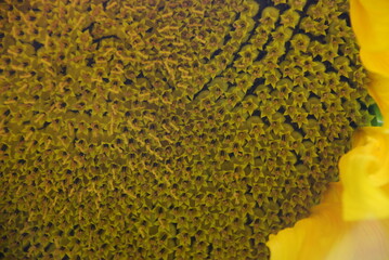 Large sunflower. Close-up of a large round inflorescence. The flower has long yellow petals along the edges, ripening yellow-black seeds in the middle and very young green seeds in the center. Farm.