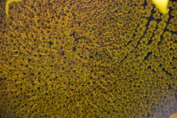 Large sunflower. Close-up of a large round inflorescence. The flower has long yellow petals along the edges, ripening yellow-black seeds in the middle and very young green seeds in the center. Farm.