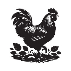 rooster isolated on white background