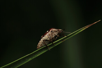 Halyomorpha Halys insect macro photo	