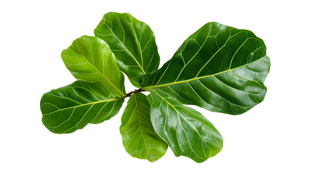 Lush green fiddle leaf fig leaves arranged beautifully, showcasing their vibrant texture and shape