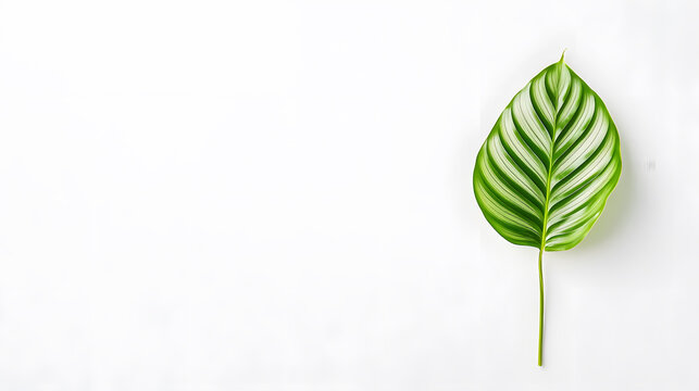 Top view of vibrant tropical calathea leaf on white background, showcasing its unique patterns and