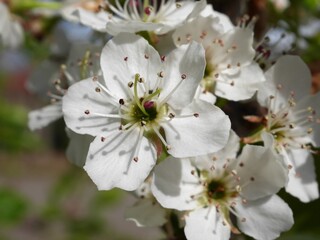 Closeup of Autumn blaze pear flowers, Colorado