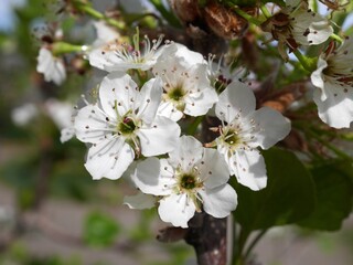 Obraz premium Closeup of Autumn blaze pear flowers, Colorado