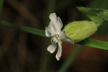 night flowering catchfly flower macro photo