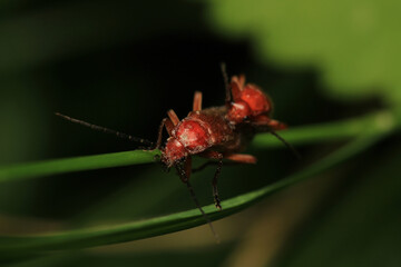 common red soldier beetle insect macro photo	