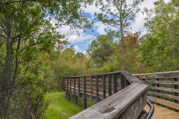Fototapeta premium The wooded walking bridge transverses the vibrant colorful autumn and summer foliage at the New Tampa Nature Park