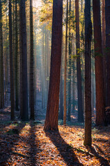 golden hickory trees autumn woods vibrant fall colors forest backlit yellow
