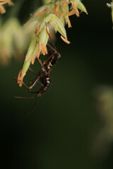 Black carpenter ant macro photo	