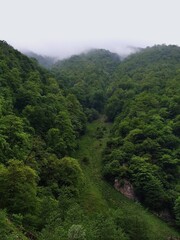 Obraz premium zielony las w górach