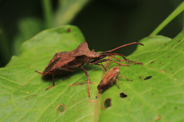 Halyomorpha Halys insect macro photo	