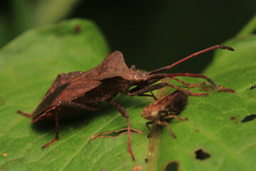 Halyomorpha Halys insect macro photo	