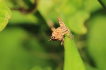rufous grasshopper insect macro photo