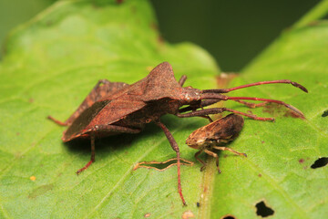 Halyomorpha Halys insect macro photo	