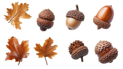 Set of autumn brown acorns isolated on transparent background