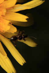 Black carpenter ant macro photo	