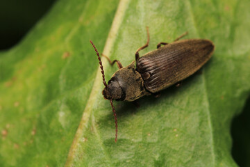 harpalus rufipes insect macro photo