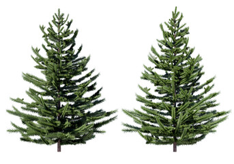 Spruce or Pine tree isolated on white