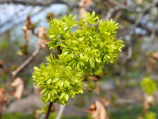 Closeup of Norway maple flowers, Colorado