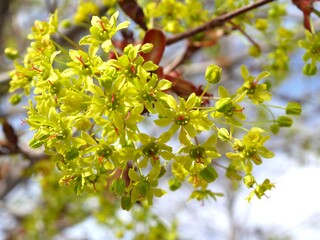 Closeup of fairview maple flowers, Colorado
