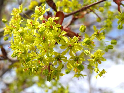 Closeup of fairview maple flowers, Colorado