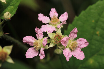 sedum ternatum plant flower macro photo	
