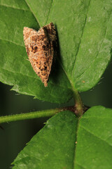 natural phiaris moth macro photo	