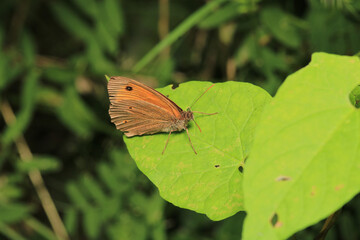 vanessa cardui butterfly macro photo	