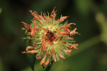 dandelion seeds are thrown in the wind	