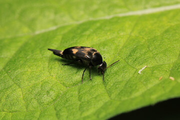 negastrius pulchellus anapsis insect macro