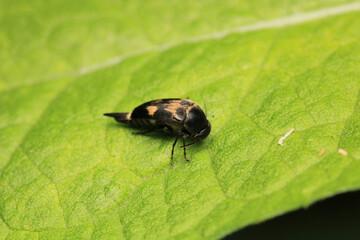 negastrius pulchellus anapsis insect macro
