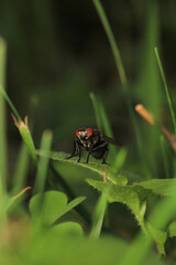 macro photo of housefly facing back	