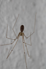 pholcus phalangioides spider macro photo	