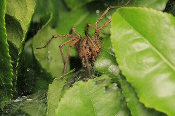 agelena labyrinthica spider macro photo	
