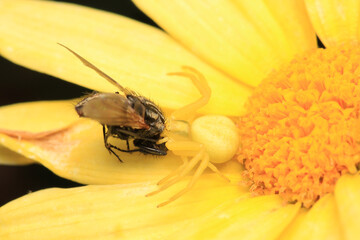 xysticus kochi spider macro photo	