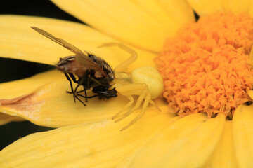 xysticus kochi spider macro photo	