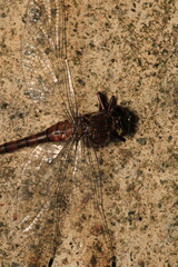 zygoptera green dragonfly macro photo	