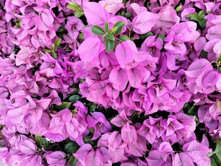 Bougainvillea flower texture close-up background.