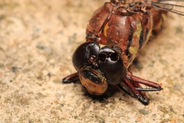 zygoptera green dragonfly macro photo	