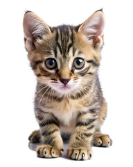 Obraz premium Cute playful funny kitten looking forward isolated on white background as transparent. PNG. AI GENERATED.