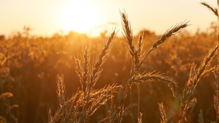 Fototapeta premium Lush golden wheat field at sunset ripe for harvest