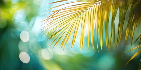Obraz premium A close-up shot of a palm leaf with a blurred background, perfect for use in nature or travel-themed designs