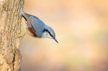 Eurasian nuthatch, Sitta europaea. A bird sits on the trunk of a tree