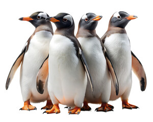 Fototapeta premium Gentoo penguins isolated on white background as transparent. PNG. AI GENERATED.