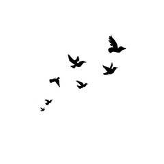 Birds fly in the sky.