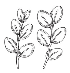 set of eucalyptus branches. vector illustration in sketch style.