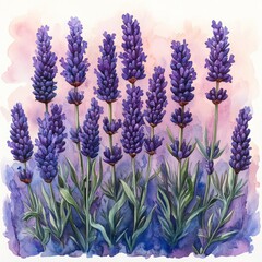 Naklejka premium A watercolor illustration of vibrant lavender flowers against a soft background.