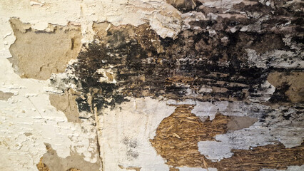 Damp rotten old wall in a house